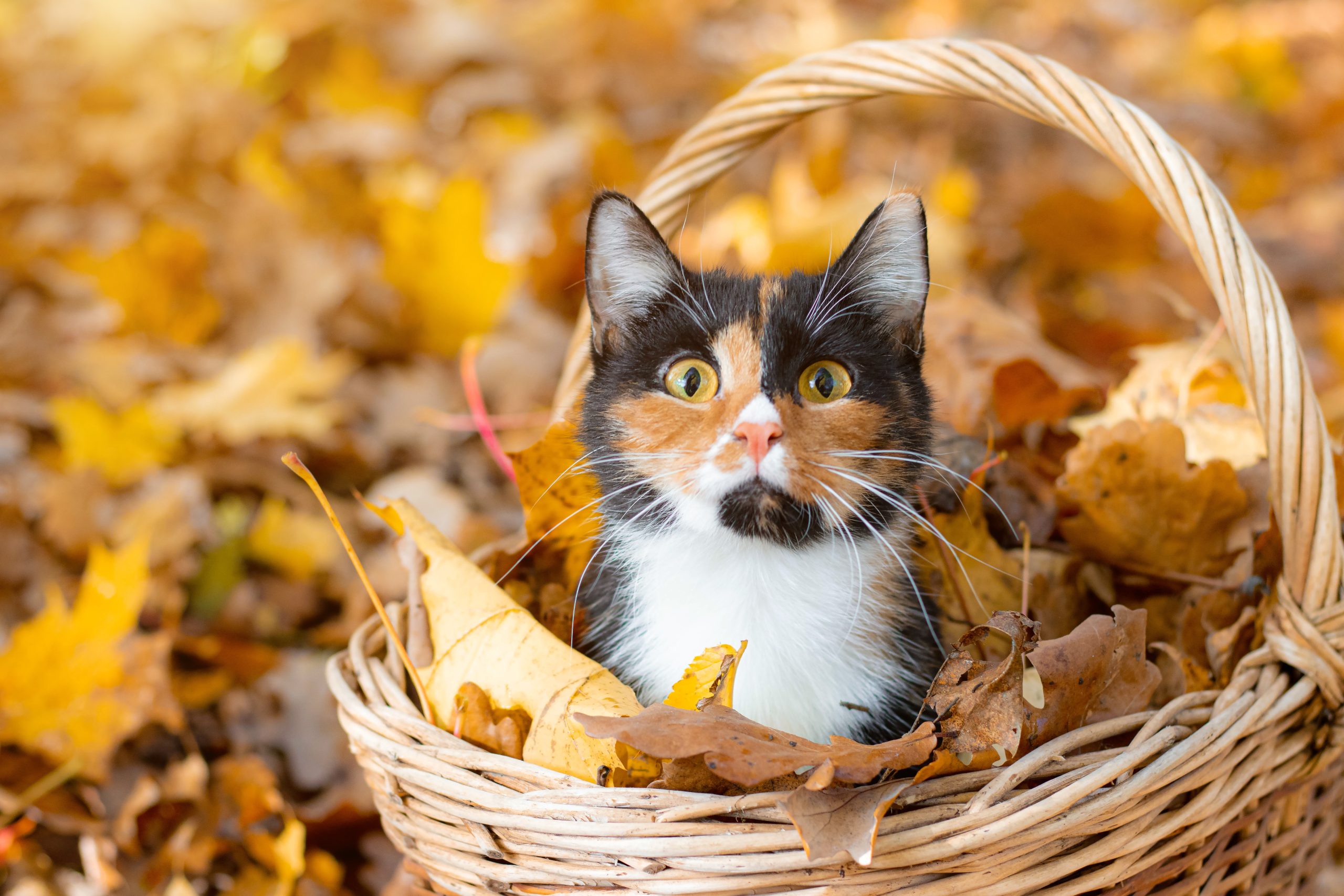calico cat sitting in woven basket with fall leaves