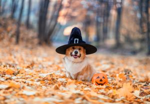corgi dog with halloween witch hat sitting in leaves outside next to miniature jack o lantern